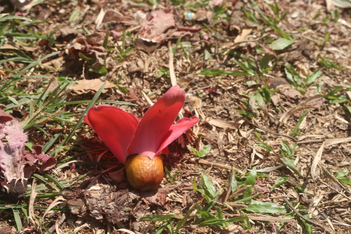 Bombax ceiba L.